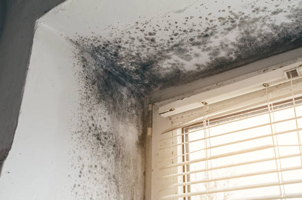 Affordable Mold Remediation solutions in Richmond, IL